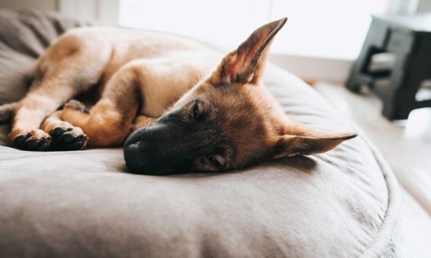 Top 10 Dog Beds on Amazon UK: Your Ultimate 2023 Guide