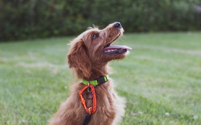 Transform Your Dog’s Behavior with This Innovative Brain Training Course